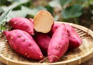 免费吃瓜地瓜,畅享田园美味新体验  第2张